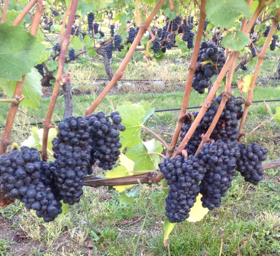 Willa 'The Crib' On Legacy Vineyard Alexandra Pokój zdjęcie
